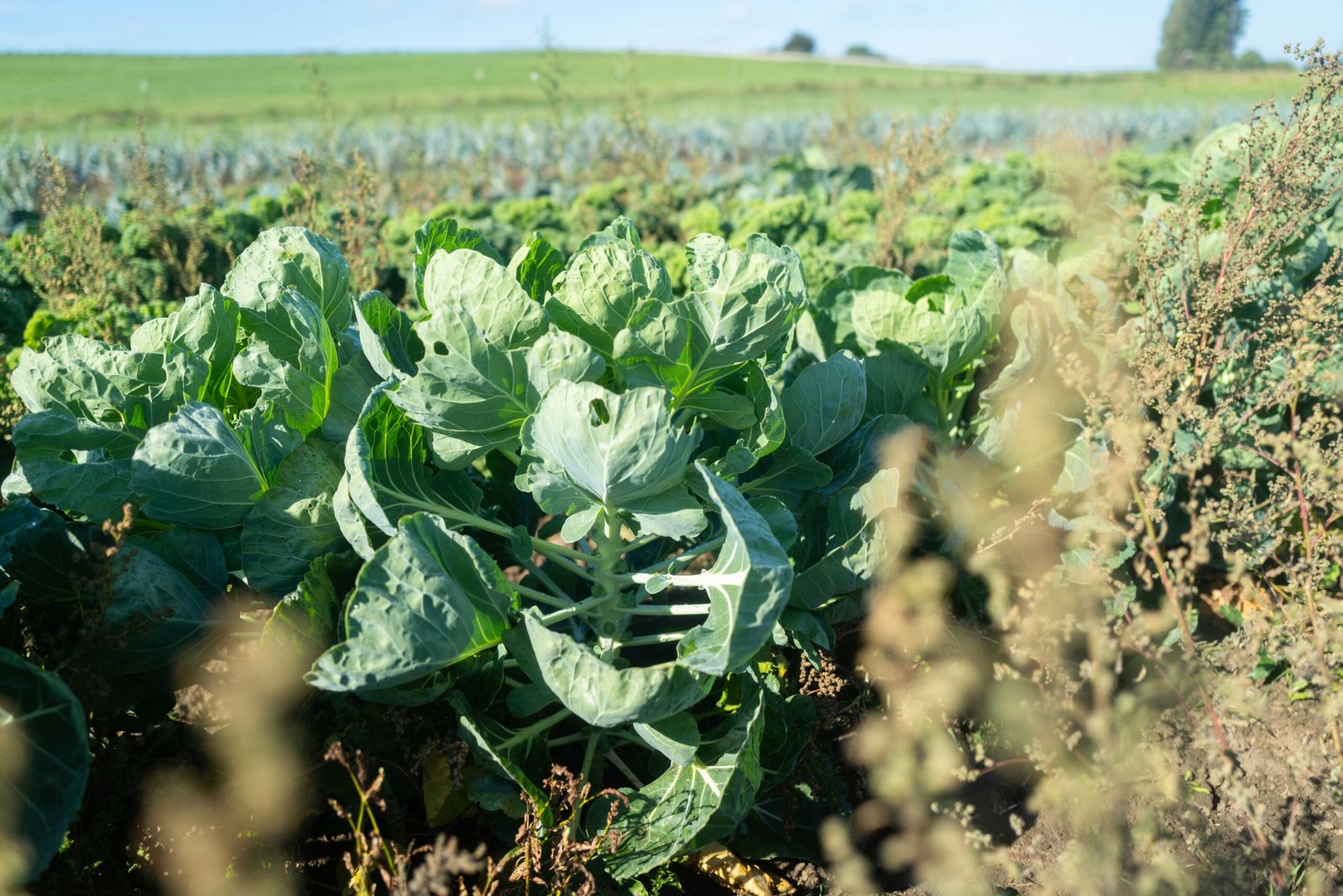 A large field with lots of green plants