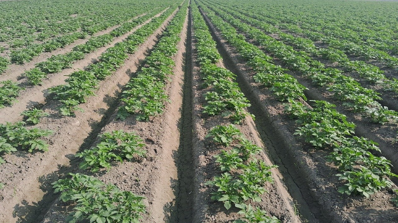Healthy potato crop growing in a ridge and furrow field under proper irrigation and nutrient management.