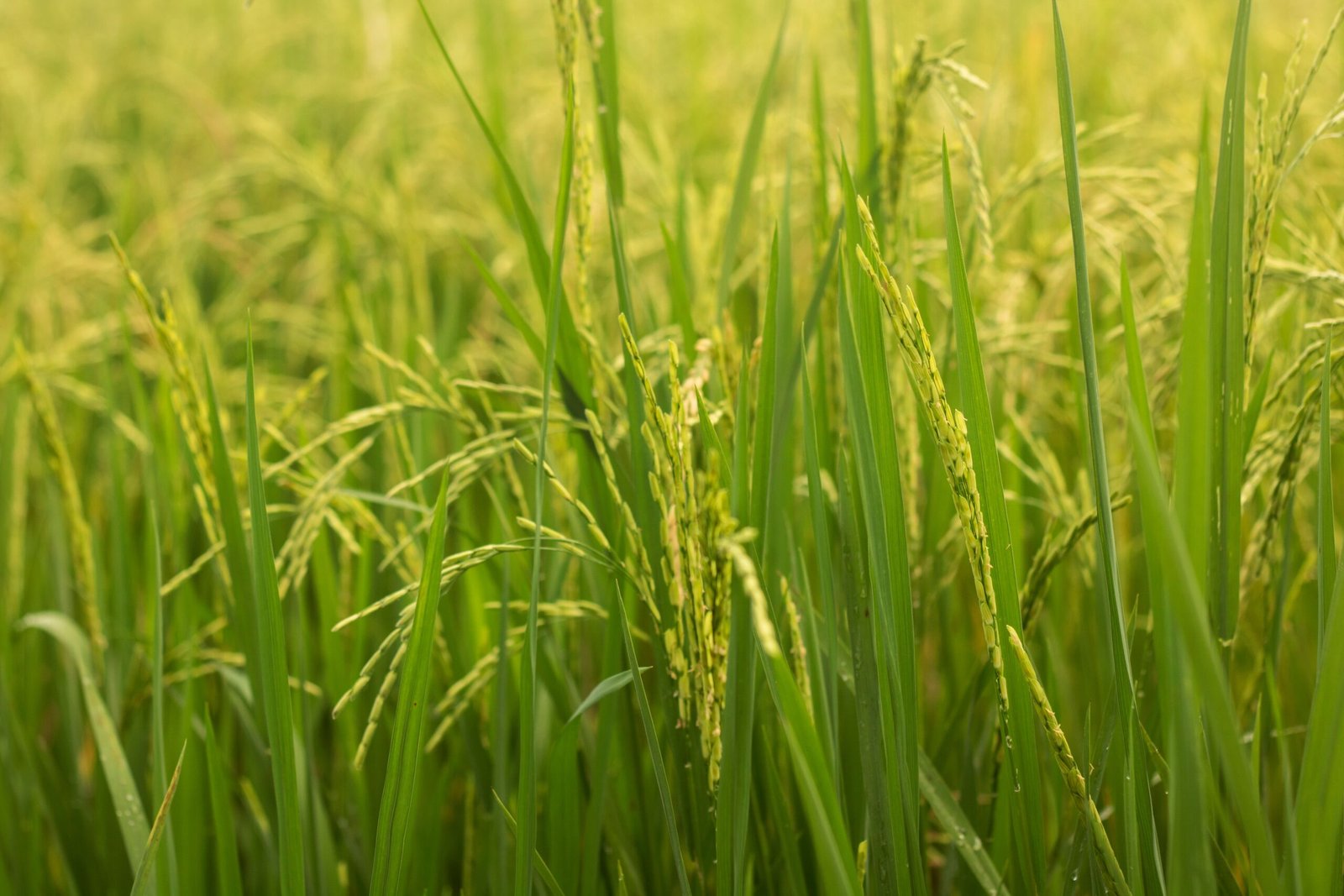 Close-up view of lush green rice plants thriving in a rural agricultural field,